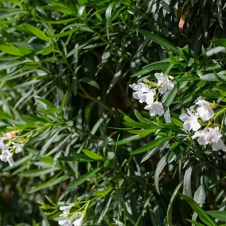 Appartamento Alexandra - Luxury Jardins D'arlias By Sweett *
