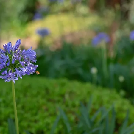 Alexandra - Luxury Jardins D'arlias By Sweett *
